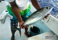 多吃海魚、補充維D 多種方式延緩衰老